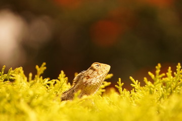 Lizard on a tree