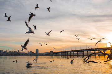 A flock of seagulls on the banks of the city river.