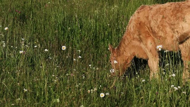 Brown calf in meadow full with flowers. Baby cow. Limousin cattle