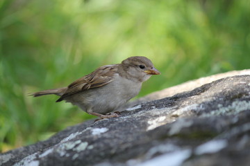 a sparrow with a green background closeup