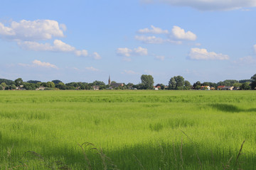 Fototapeta na wymiar a big green flax field in holland and village and blue sky in the background