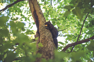 Fototapeta premium A squirrel in a tree