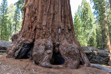 Obraz premium trunk of a giant Sequoia redwood tree