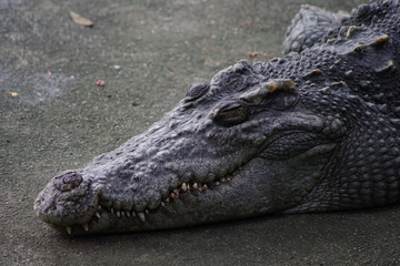 Close up of crocodile's head.