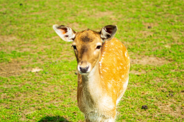 roe deer in the park, selective focus with shallow depth of field, warm filter
