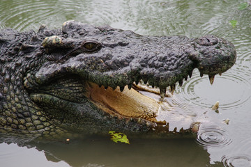 Obraz premium Close up of crocodile's head.