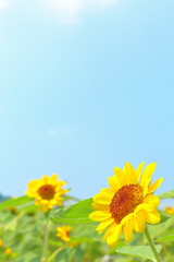 Plant, Sunflower, Beautiful