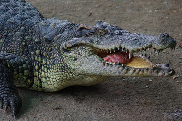 Obraz premium Close up of crocodile's head.