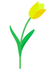Tulip vector.  Yellow tulip. Tulips. Flat icon of tulip. 8 March. Women`s day. Vector illustration.