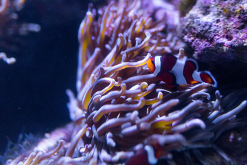 Anemonenfisch auf den Bahamas, Karibik