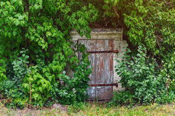 Old wooden door of an abandoned overgrown cellar