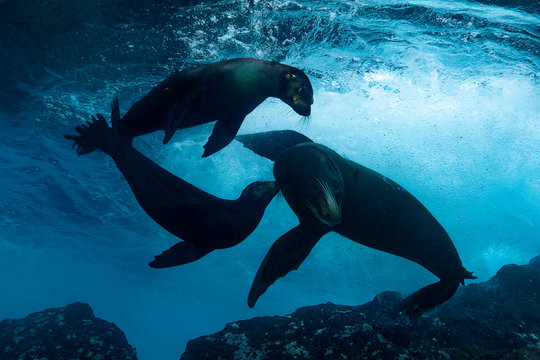 Galapagos Sea lions and fur seal