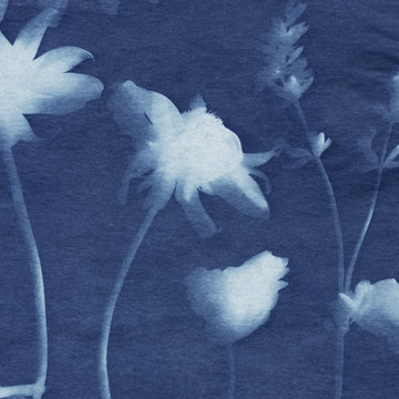 A Sun Print (Cyanotype) Created With Daisy and Lavender Flowers