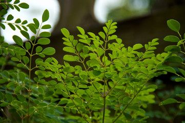 close up of live moringa tree leaves outdoors in early morning.