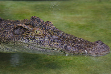 Obraz premium Close up of crocodile's head.