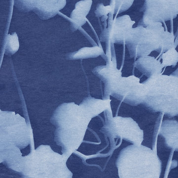 A Sun Print (Cyanotype) Created With Nasturtium Flowers