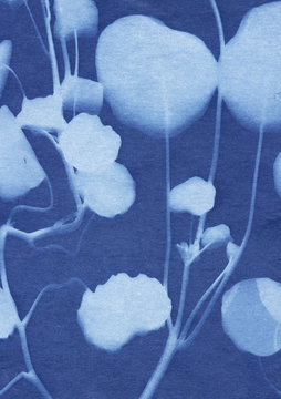 A Sun Print (Cyanotype) Created With Nasturtium Flowers