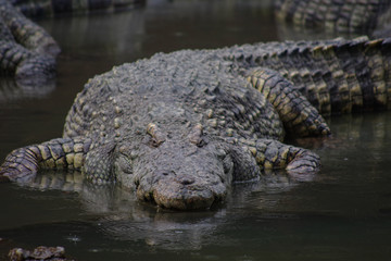 Close up of crocodile's head.