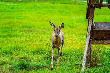 deer in the park, selective focus with shallow depth of field, warm filter