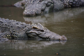 Close up of crocodile's head.
