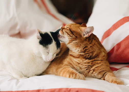 Two adults cat laying in bed and kissing each other