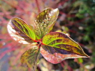 Gros plan  lumineux de feuilles rougies et humides de cornouiller sanguin (Cornus sanguinea) 