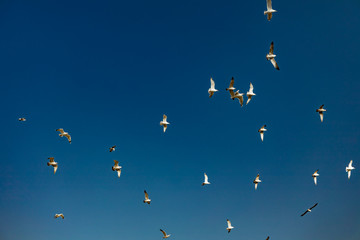 migration activity of flying birds on blue sky background copy space for your text here