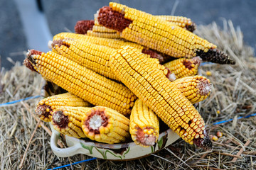 Rustic decoration with a heap of dried corn cobs in a traditional pottery plate, displayed on wheat straws at an weekend street market