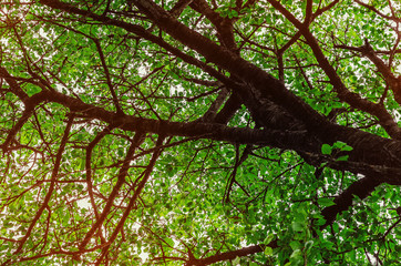 Obraz premium Tree in the forest with green leaves, bottom view.