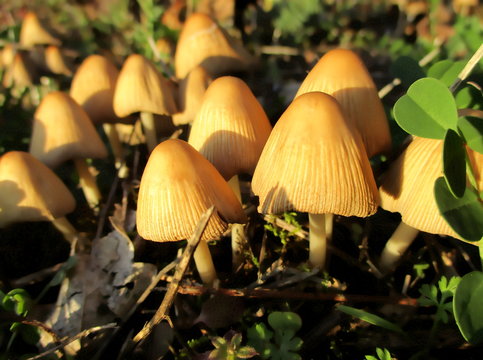Gros plan lumineux de petits champignons orang&eacute;s genre conocybe