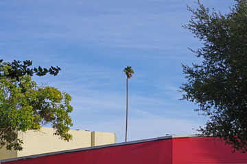View of a single very tall California fan palm tree behind the top parts of a red and a yellow urban building framed by green tree crowns und blue sky