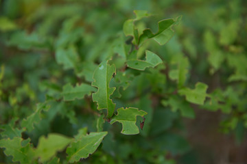 Ligustrum lucidum . Ligustrum lucidum is often used as an ornamental tree, sometimes in variegated forms. Wax leaf ligustrum green shrub .