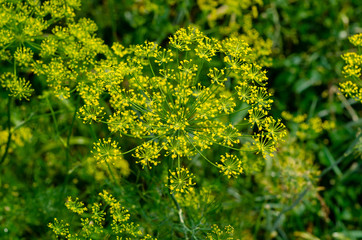 Inflorescences of green dill. Growing spices, condiments