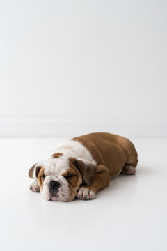 A Forlorn Puppy Laying On The Ground