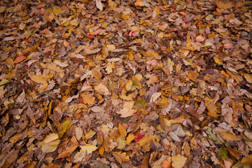 Background of colorful autumn leaves on forest floor . Abstract autumn leaves in autumn suitable as background . Autumn leaves on a meadow . Yellow leaves on the floor .