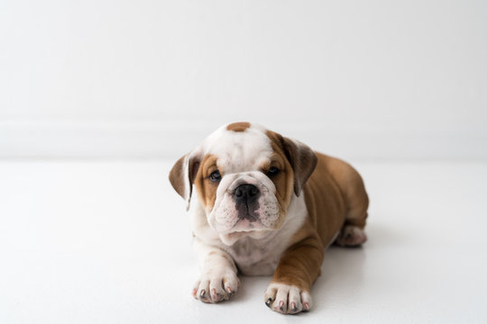 A bulldog sitting on a floor in a white room