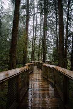 Wet Wooden Walkway