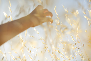 Hand Brushing Wild Dry Grass in Summer Evening