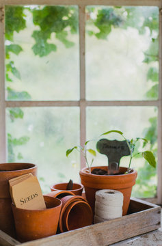 Tomato seedlings and pots in a greenhouse