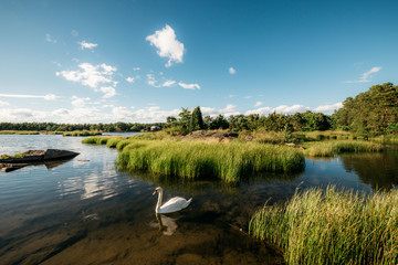 Swan on lake among grass in evening
