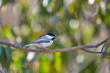 Black-Capped Chicadee sitting on a branch.