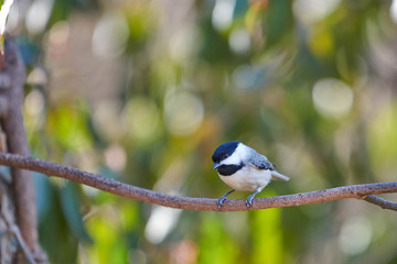 Black-Capped Chicadee sitting on a branch.