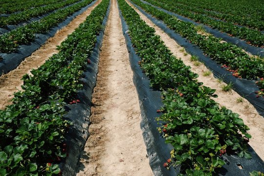 Strawberry Farm
