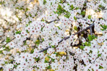 beautiful cherry blossom on a tree at sunrise