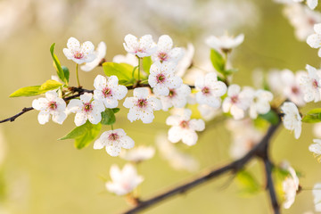 beautiful cherry flowers on a tree at sunrise