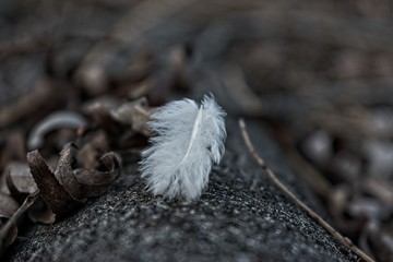 white feather