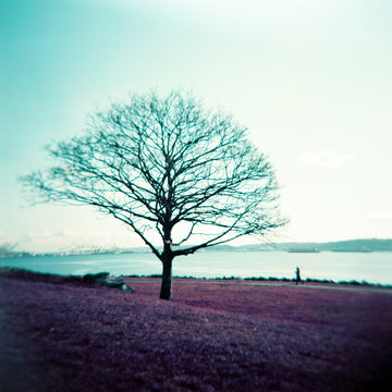 Lone bare tree on purple grass with person walking along Seattle waterfront