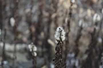 winter plant