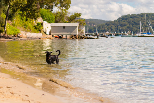 dog fetching a stick on the beach