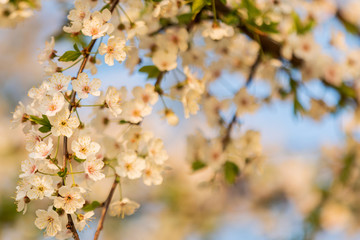 beautiful spring flowers on a tree at sunrise
